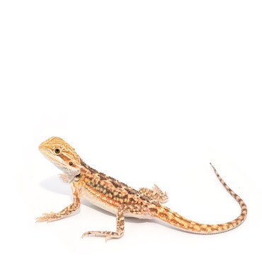 Dunner Bearded Dragon